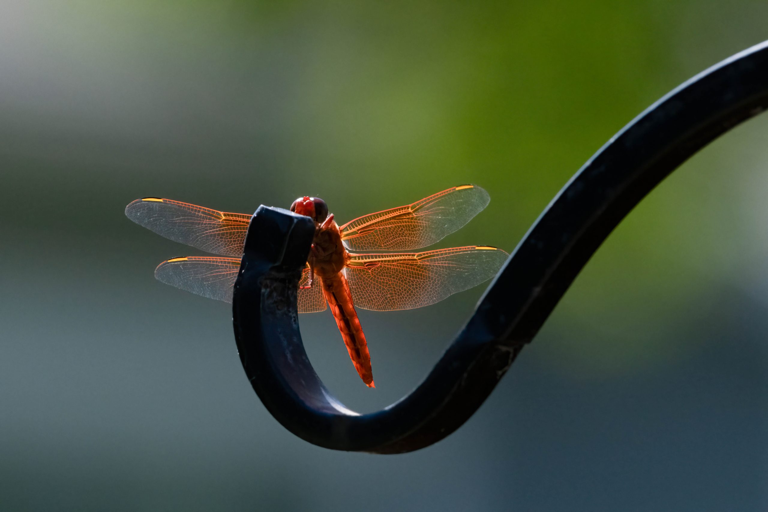 Red Dragonfly, Oregon 15 July 2024, Copyright Steve J Davis. All Rights Reserved.