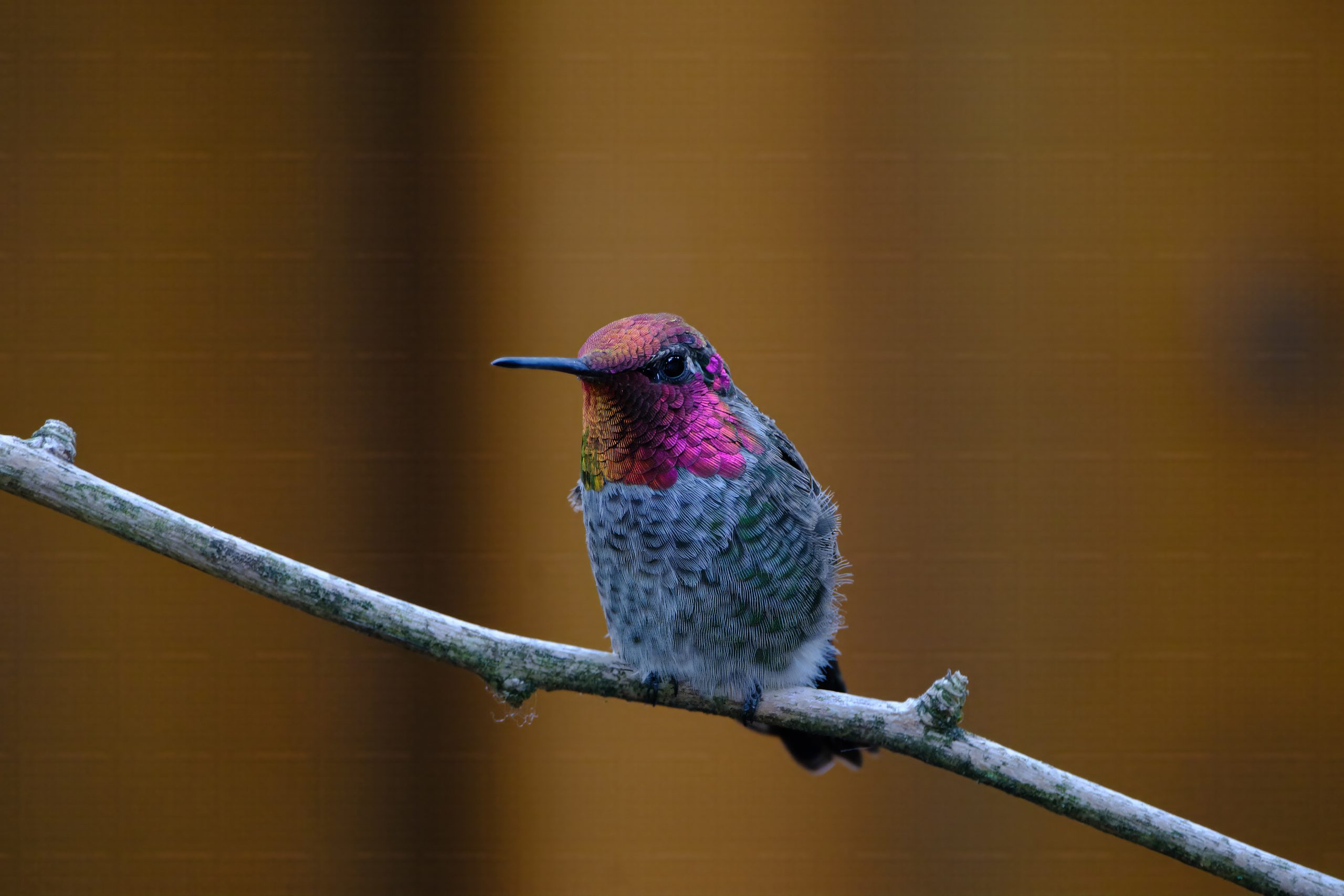 Male Anna's Hummingbird on Ginkgo Biloba Tree branch; Photo taken 5 August 2026! One shot, handheld. No tripod or monopod. No crop. SS 1/40s, f8, ISO 320, 5600K. Fujifilm X-H2s, Fujifilm XF150-600mm F5.6-8 R LM OIS WR zoom lens at 600mm focal length. Fujifilm Velvia film simulation. This individual Male Anna's Hummingbird loves to hang out here in the Ginkgo Biloba Tree, near the Hummingbird feeder and flowers. The branch that he is sitting on is tiny, and so is he! There are other Hummingbirds here as well, and other wild birds and wildlife. Check out my video above. Summer’s Day with Hummingbirds! 6 July 2026 https://player.vimeo.com/video/1207603957 Video: 1 minute, 25 seconds Copyright Steve J Davis. All Rights Reserved. Male Anna's Hummingbird on Ginkgo Biloba Tree branch; Photo taken 5 August 2026! One shot, handheld. No tripod or monopod. No crop. SS 1/40s, f8, ISO 320, 5600K. Fujifilm X-H2s, Fujifilm XF150-600mm F5.6-8 R LM OIS WR zoom lens at 600mm focal length. Fujifilm Velvia film simulation. This individual Male Anna's Hummingbird loves to hang out here in the Ginkgo Biloba Tree, near the Hummingbird feeder and flowers. The branch that he is sitting on is tiny, and so is he! There are other Hummingbirds here as well, and other wild birds and wildlife. Check out my video above. Summer’s Day with Hummingbirds! 6 July 2026 https://player.vimeo.com/video/1207603957 Video: 1 minute, 25 seconds Copyright Steve J Davis. All Rights Reserved.